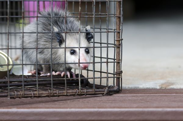 Orlando Wildlife Removal