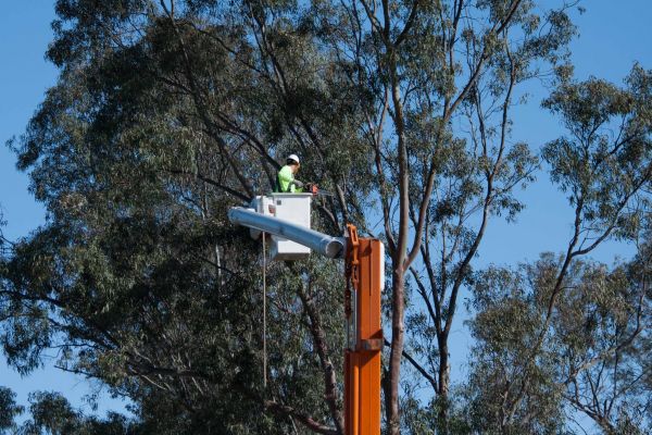 Orlando Tree Trimming