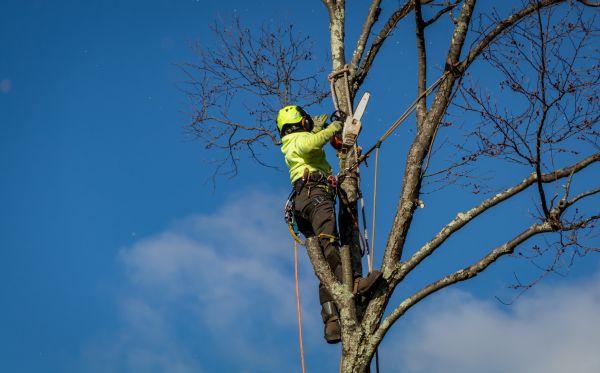 Orlando Tree Removal